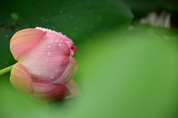 雨后荷花