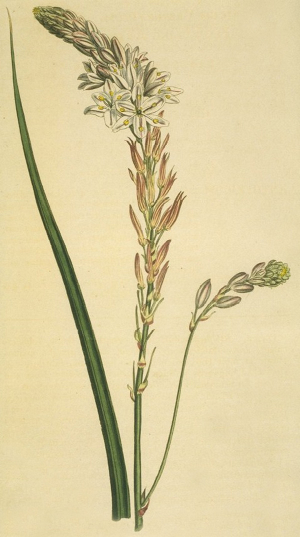 位圖植物花卉花朵藝術(shù)效果免費素材