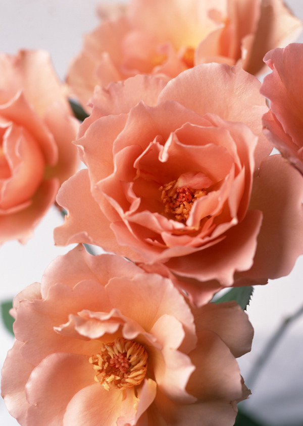粉橘色玫瑰花图片