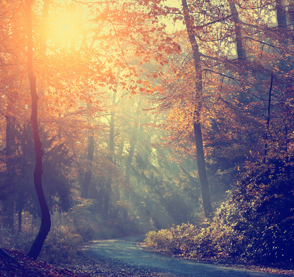 阳光照耀下的小路与树图片