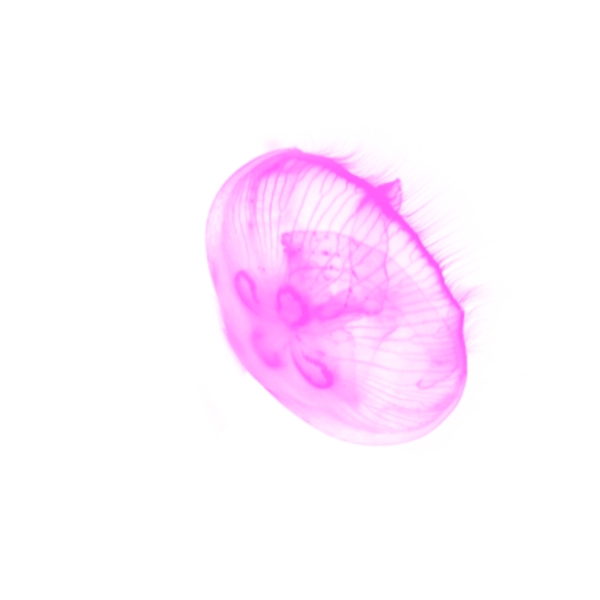 粉色透明卡通水母