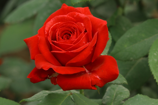 月季花