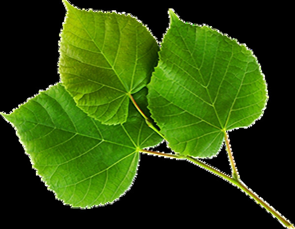 自然绿色叶子免抠png透明图层素材