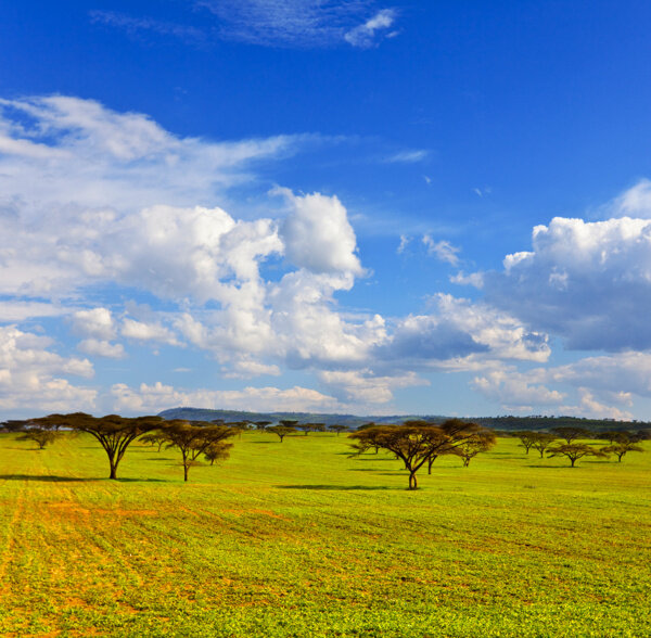 非洲草原风光图片