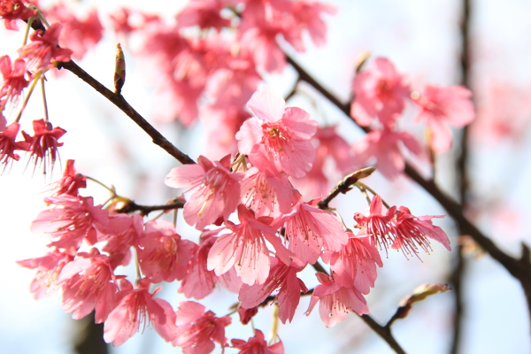 梅花圖片