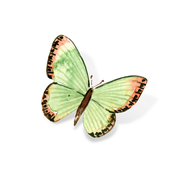 小清新水彩夏季昆虫蝴蝶装饰元素