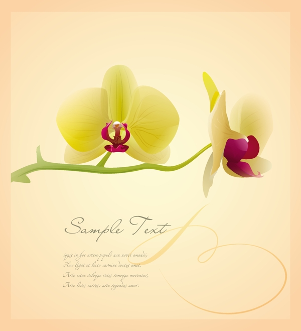 蘭花百合花矢量圖