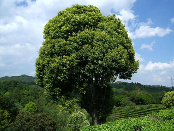 茶山圖片