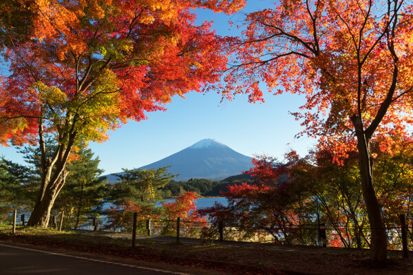富士山红枫