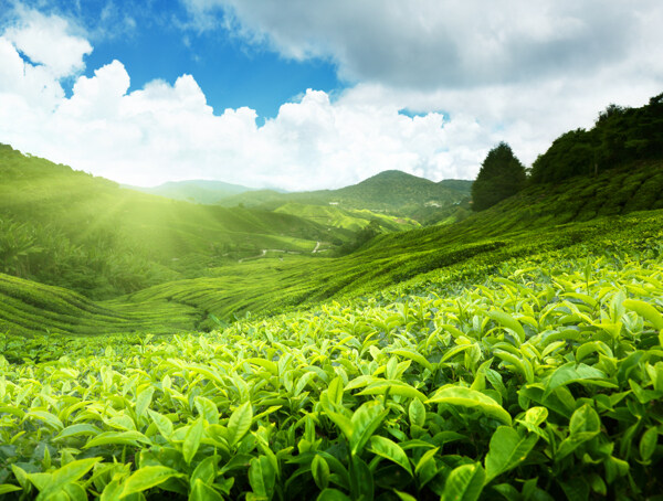 美丽印度茶山风景图片