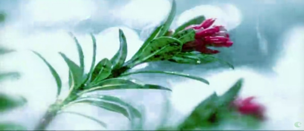 雨中的花朵自然风光美景高清实拍视频素材