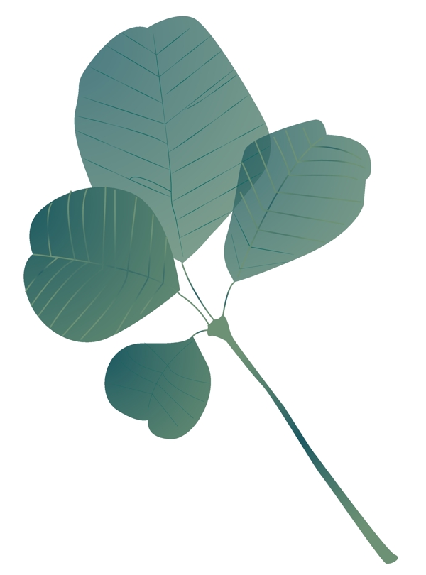 核桃树植物叶子插画
