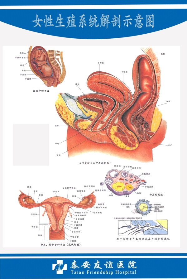 女性生殖系统解剖图图片