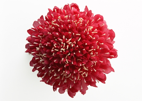 大紅花素材