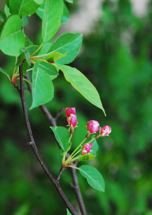 山丁子樹(shù)花圖片