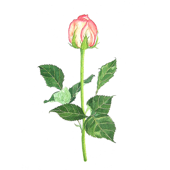 位圖植物寫意花卉花朵玫瑰免費素材