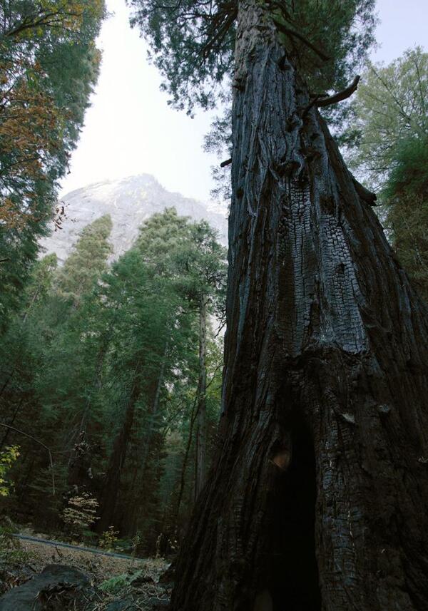 尤塞米堤谷的树木图片