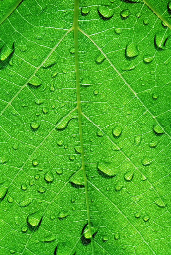 水滴在植物的葉