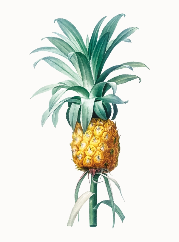 菠蘿