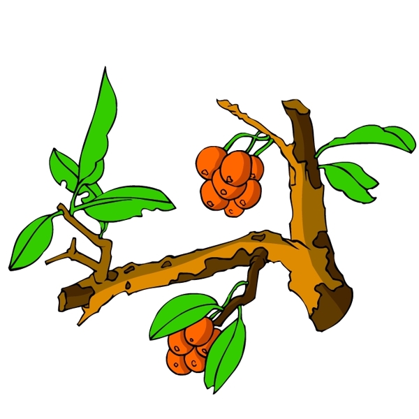 花卉古典插畫