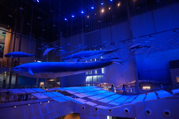 广州博物馆鲸鱼图片
