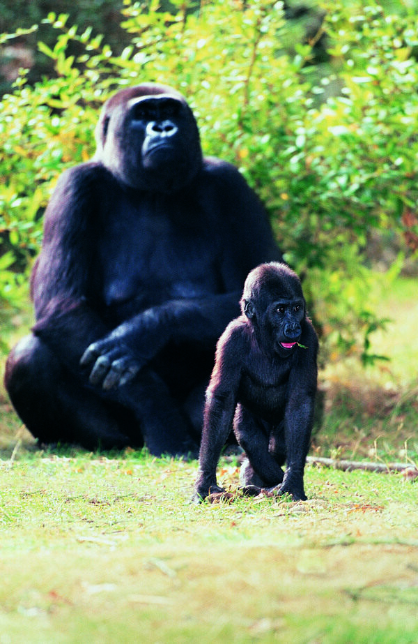 大猩猩和小猩猩