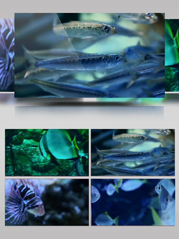 深海海底鱼类实拍视频素材