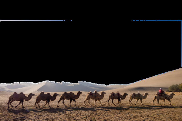 沙漠骆驼荒凉古老丝绸之路素材