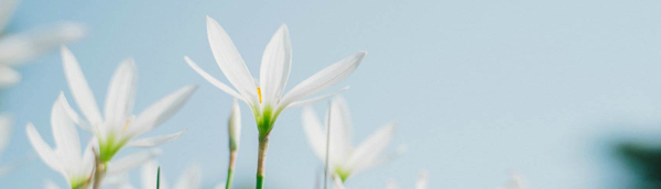 唯美花瓣banner背景
