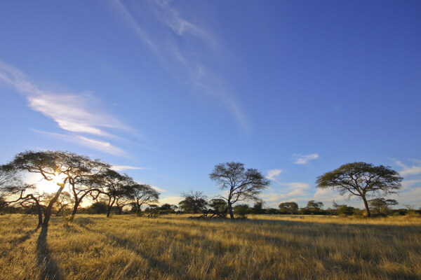 非洲草原黄昏美景