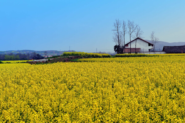 田野盛開的油菜花