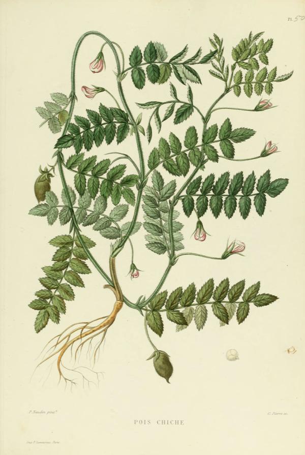 植物插畫(huà)