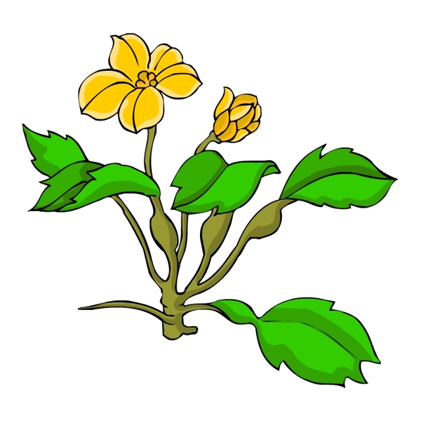 花卉古典插畫