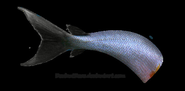 美人鱼尾巴图片免抠png透明图层素材