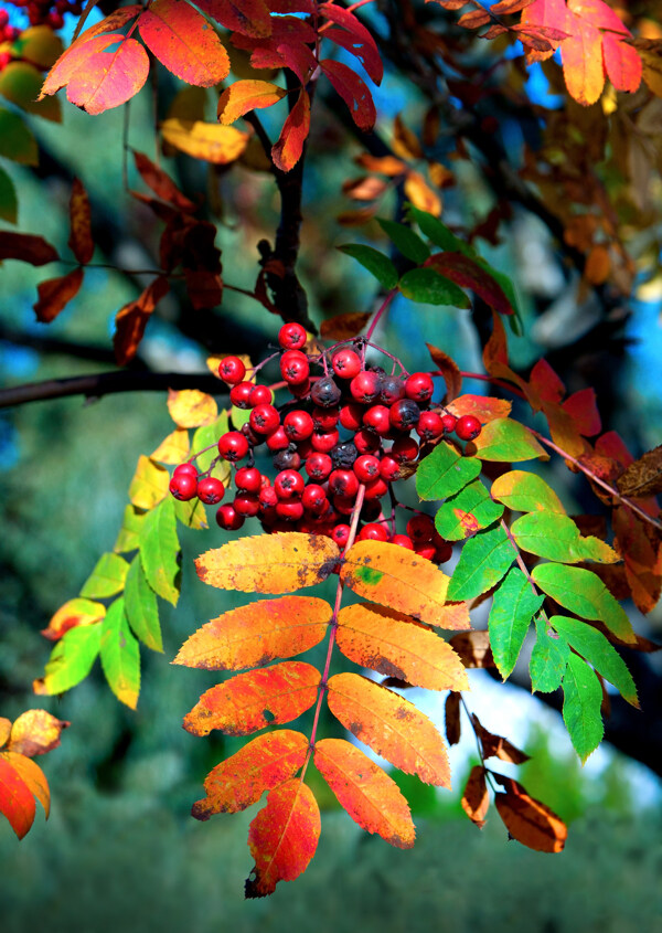 秋天的果实与树叶图片