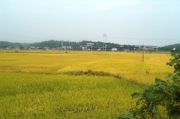 金黄的稻田图片