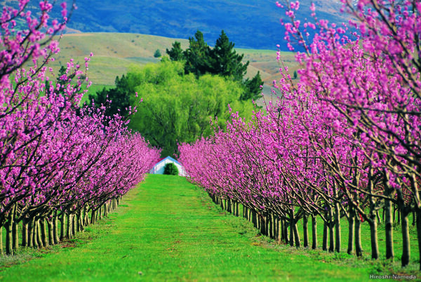 新西兰田野春天图片