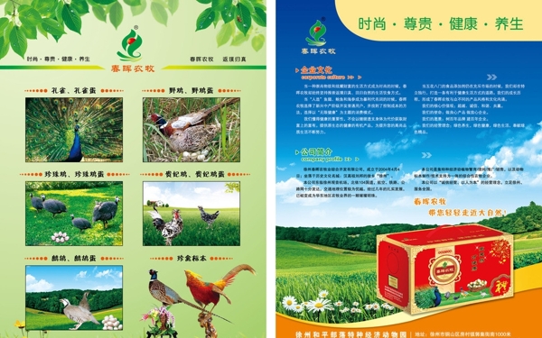 野雞蛋農(nóng)牧宣傳單圖片