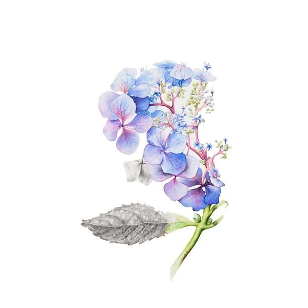 位圖寫意花卉植物花朵免費(fèi)素材