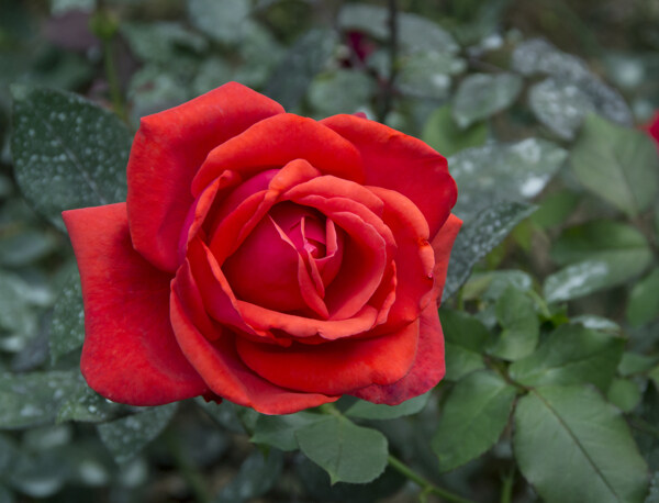红色玫瑰摄影图片