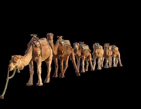 干旱沙漠里的骆驼png元素素材