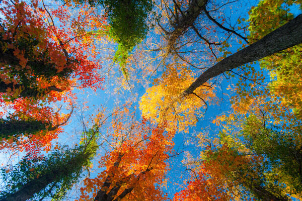 秋天树林风景
