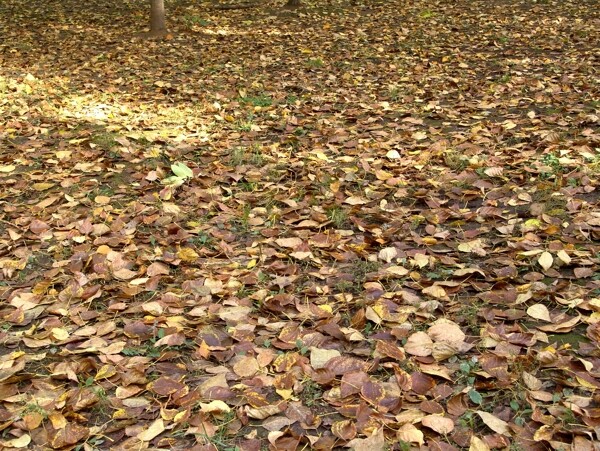 地上枯萎的树叶图片