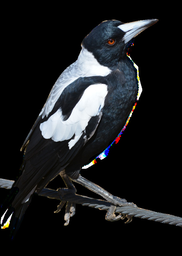 黑白羽毛小鸟图片免抠png透明图层素材