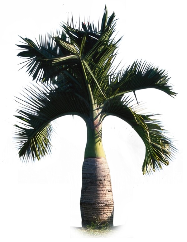 大根椰子树PSD