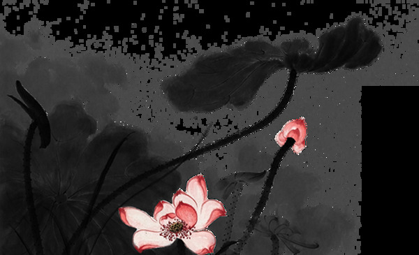 荷花