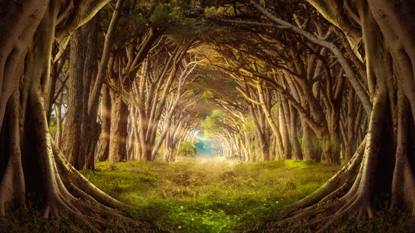 魔幻森林树木背景海报素材图片