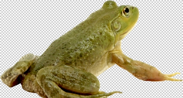 青蛙图片