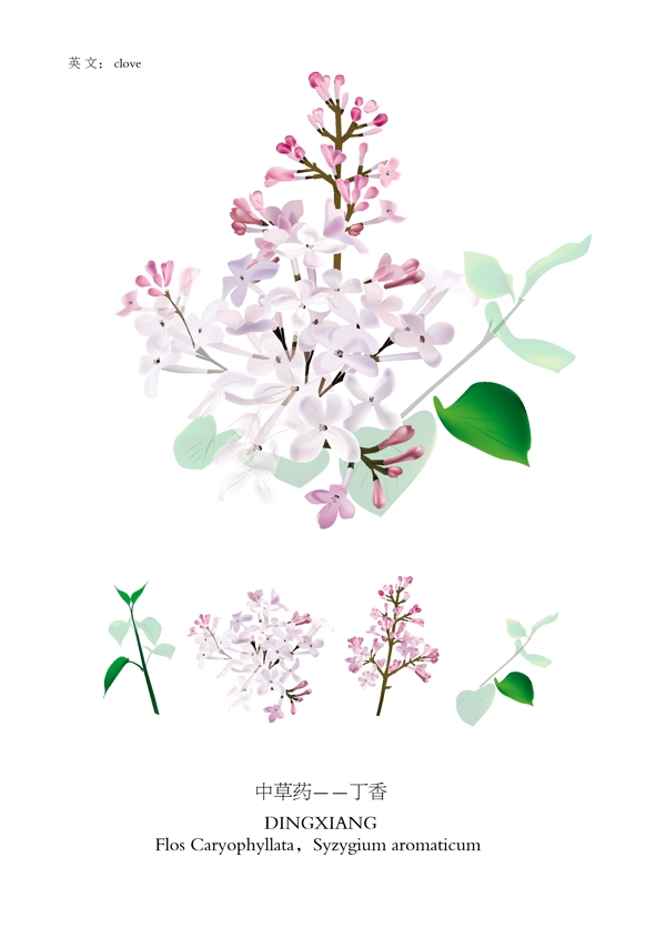 中草藥原矢量中國丁香丁香