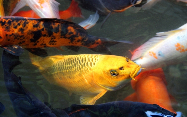 游魚錦鯉圖片